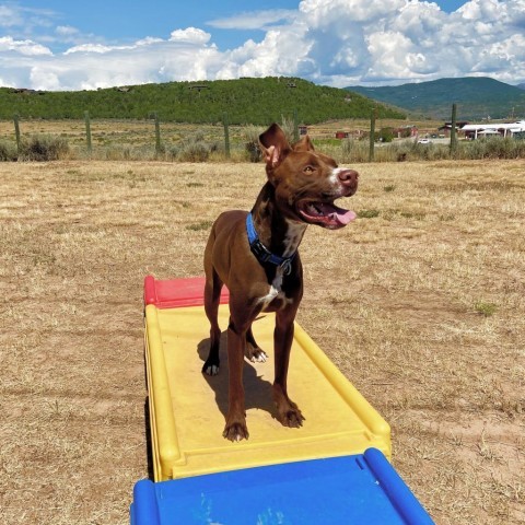 Ranger Rick, an adoptable Labrador Retriever, Pit Bull Terrier in Glenwood Springs, CO, 81601 | Photo Image 3