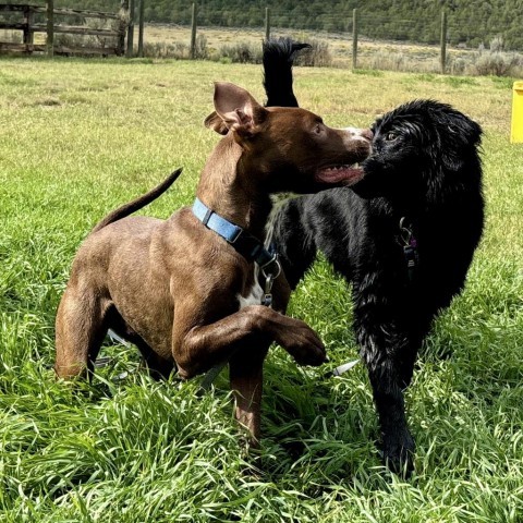 Ranger Rick, an adoptable Labrador Retriever, Pit Bull Terrier in Glenwood Springs, CO, 81601 | Photo Image 6