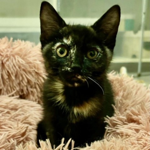 Layla, an adoptable Domestic Short Hair in Mount Shasta, CA, 96067 | Photo Image 1