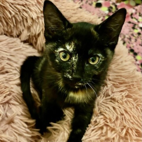 Layla, an adoptable Domestic Short Hair in Mount Shasta, CA, 96067 | Photo Image 3