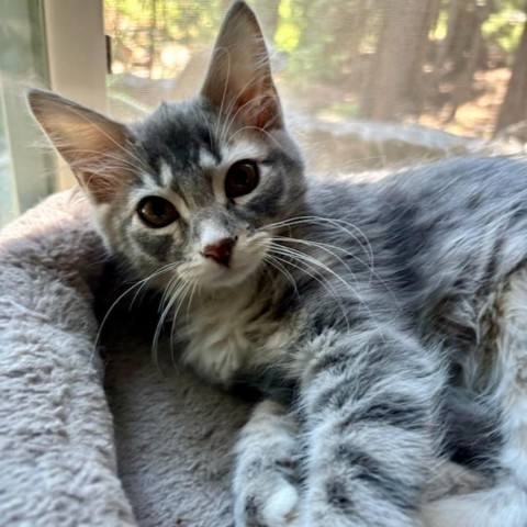 Lucy, an adoptable Domestic Short Hair in Mount Shasta, CA, 96067 | Photo Image 1