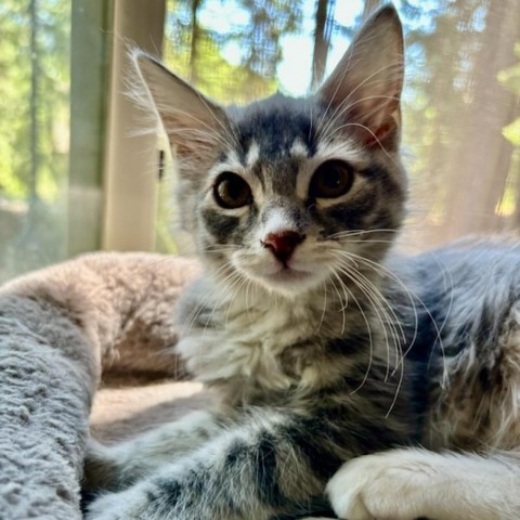 Lucy, an adoptable Domestic Short Hair in Mount Shasta, CA, 96067 | Photo Image 2