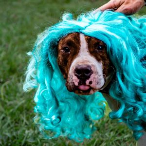 Please contact ADOPTION adoptdoggieharmonyorg for more information about this petA kind soul to