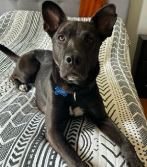 Mavi Shepherd Dog