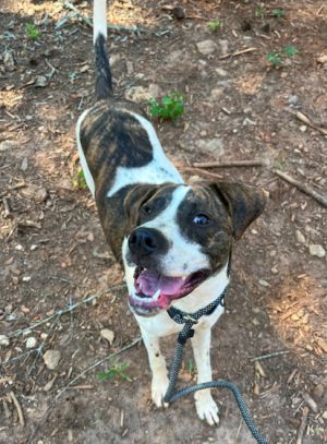 Prince is ready to rule your heart This loyal velcro dog wants nothing more than to be by your side
