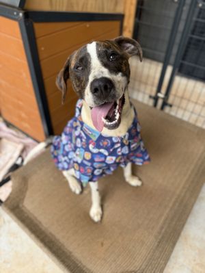 Prince is ready to rule your heart This loyal velcro dog wants nothing more than to be by your side