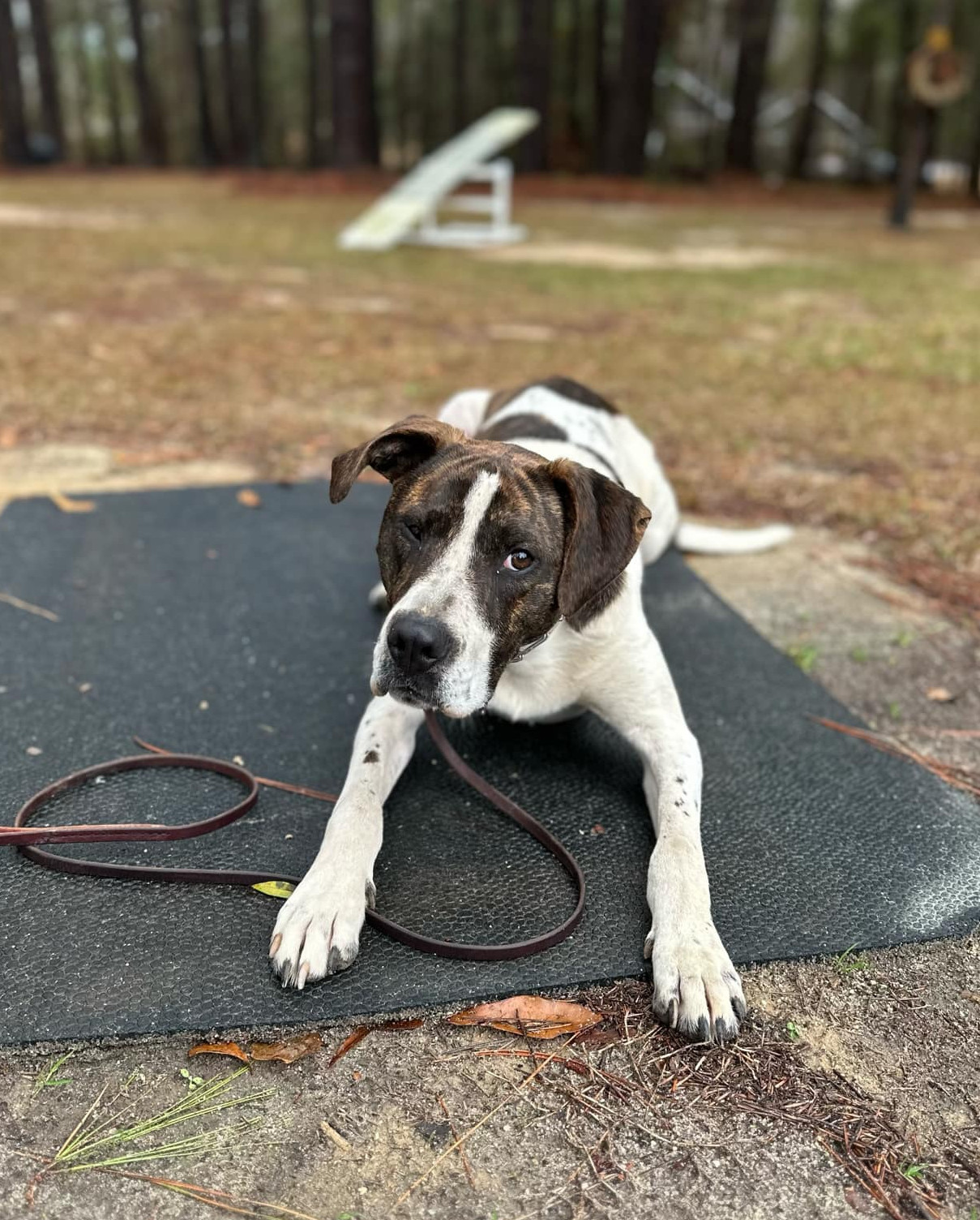 Prince *FOSTER NEEDED TOO!