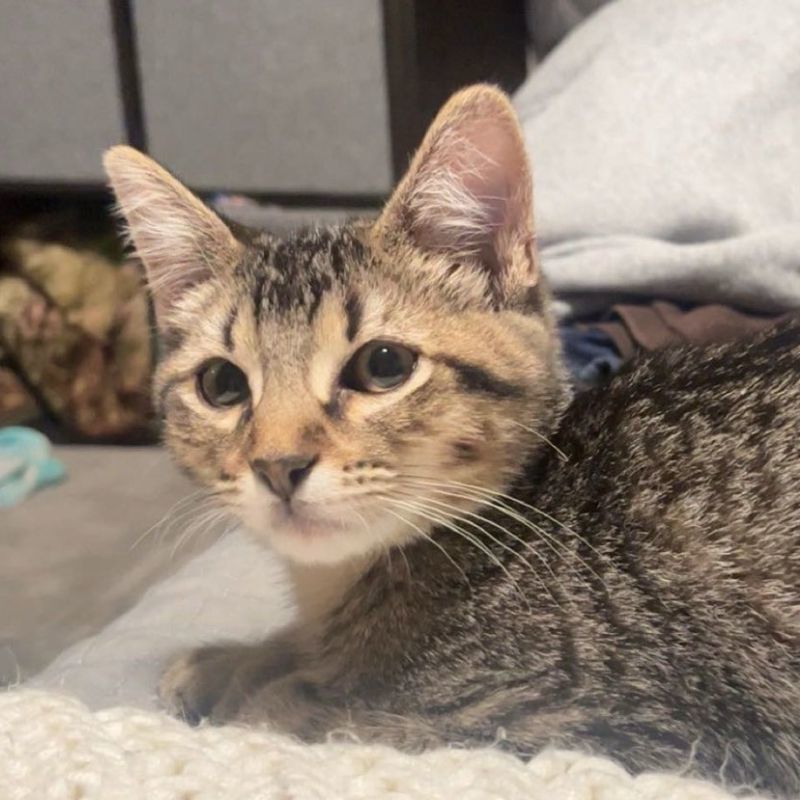 Dommy, an adoptable Domestic Short Hair in Laramie, WY, 82073 | Photo Image 1