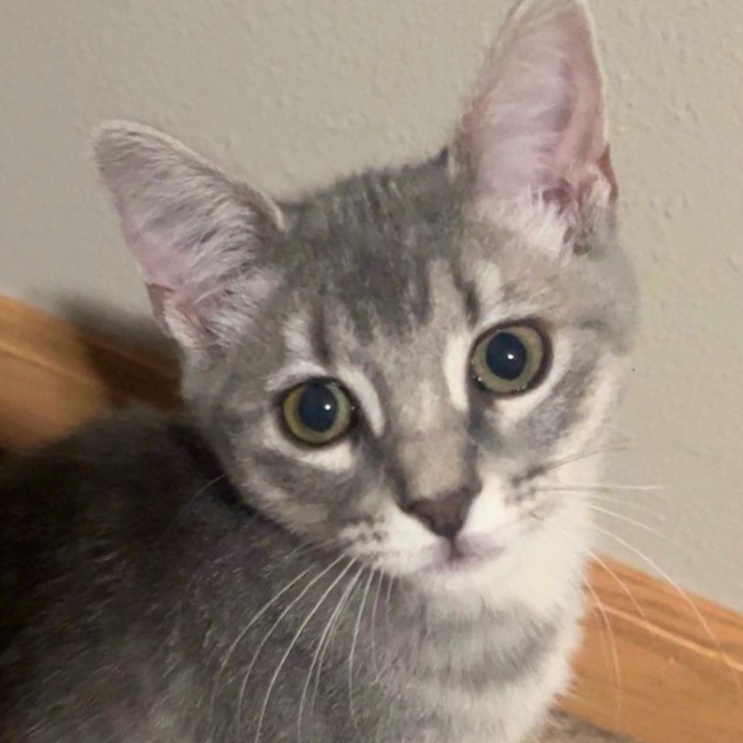 Daphne, an adoptable Domestic Short Hair in Laramie, WY, 82073 | Photo Image 1