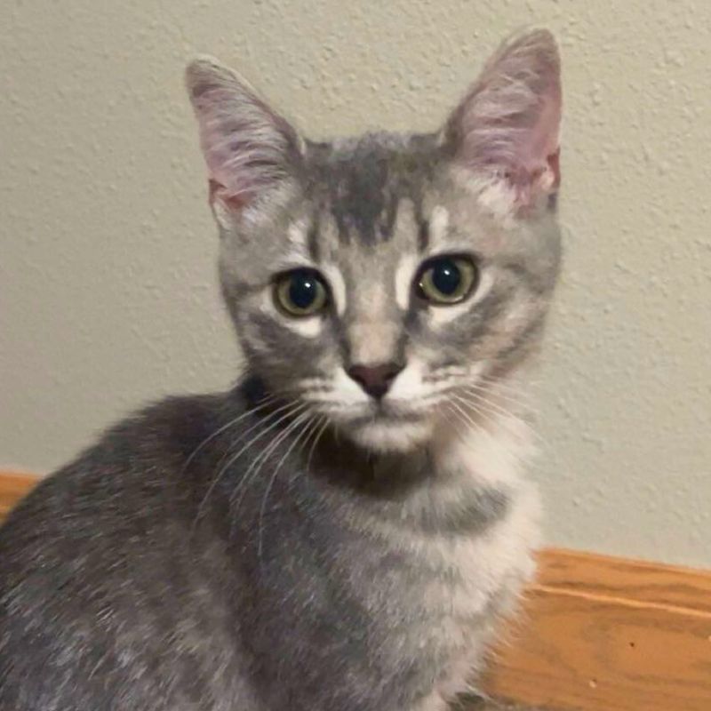 Daphne, an adoptable Domestic Short Hair in Laramie, WY, 82073 | Photo Image 2