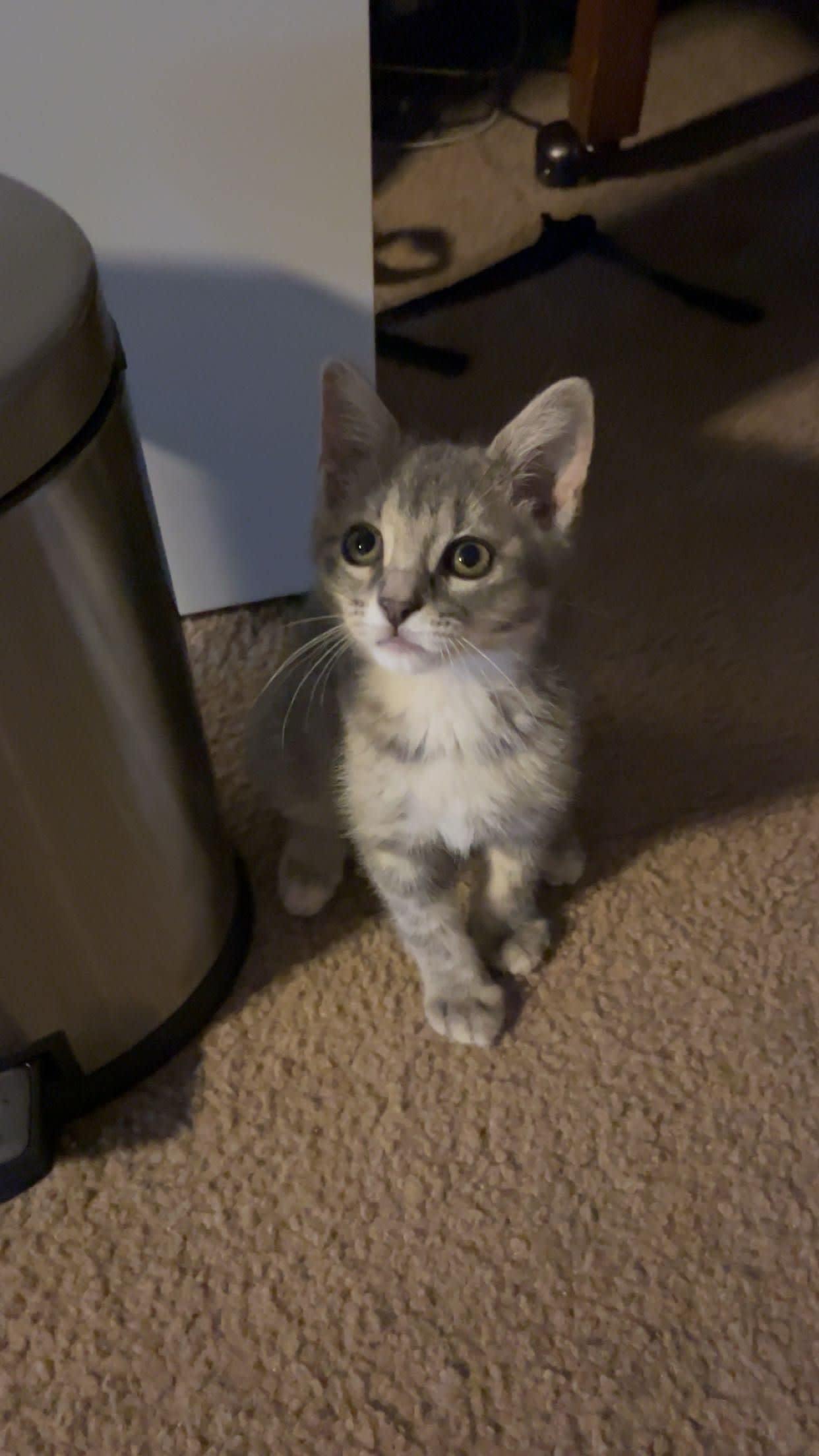 Daphne, an adoptable Domestic Short Hair in Laramie, WY, 82073 | Photo Image 3