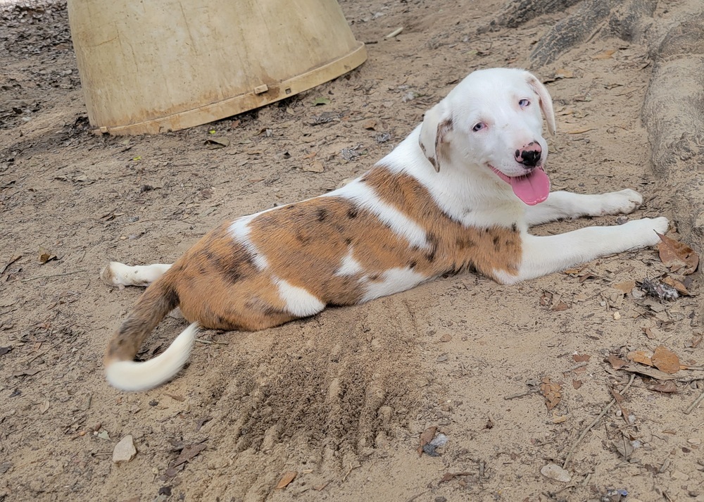 Olaf - (K&K's), an adoptable Australian Shepherd, Shetland Sheepdog / Sheltie in Baileyville , ME, 04694 | Photo Image 3