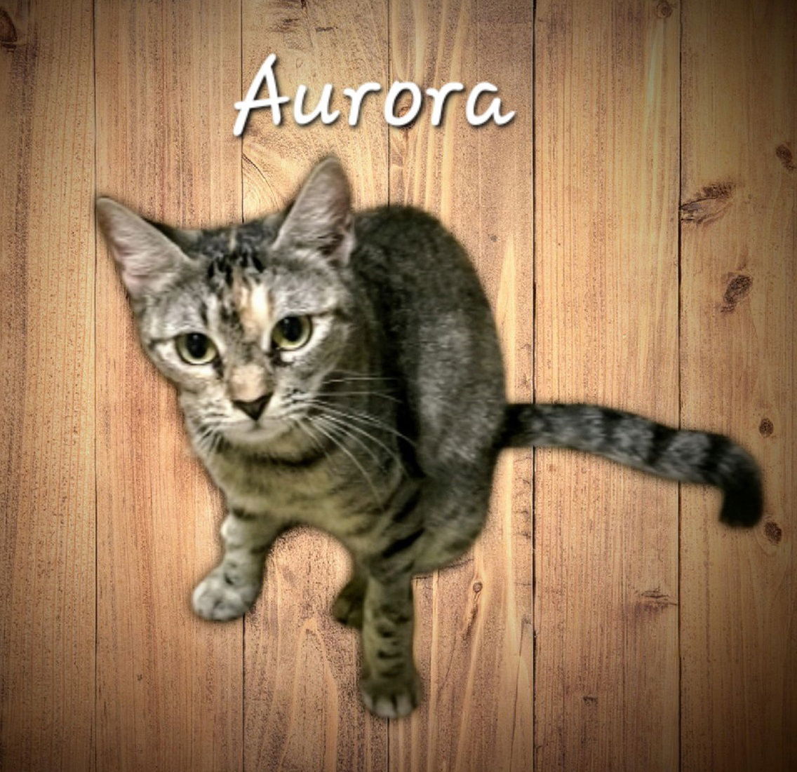 Aurora #all-in