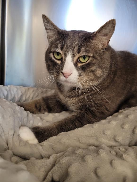 Murphy, an adoptable Domestic Short Hair in Logan, UT, 84323 | Photo Image 1