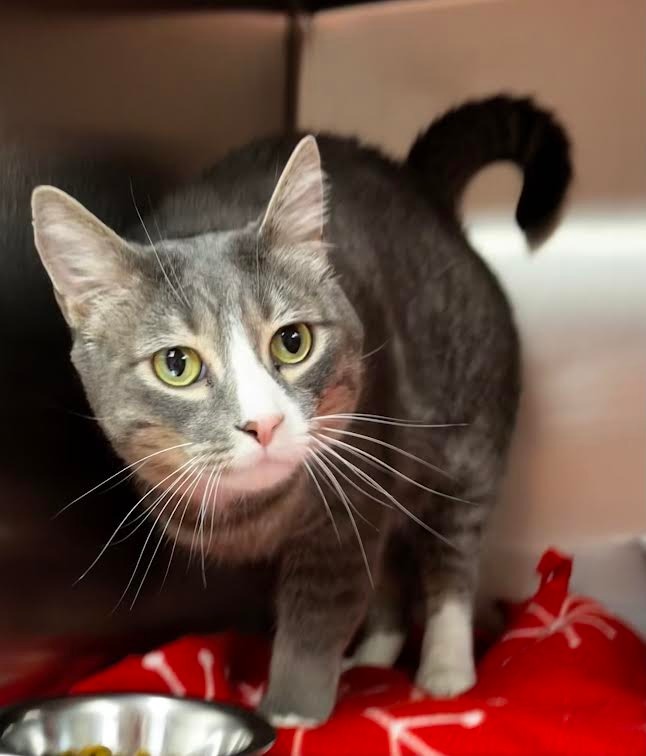 Murphy, an adoptable Domestic Short Hair in Logan, UT, 84323 | Photo Image 2