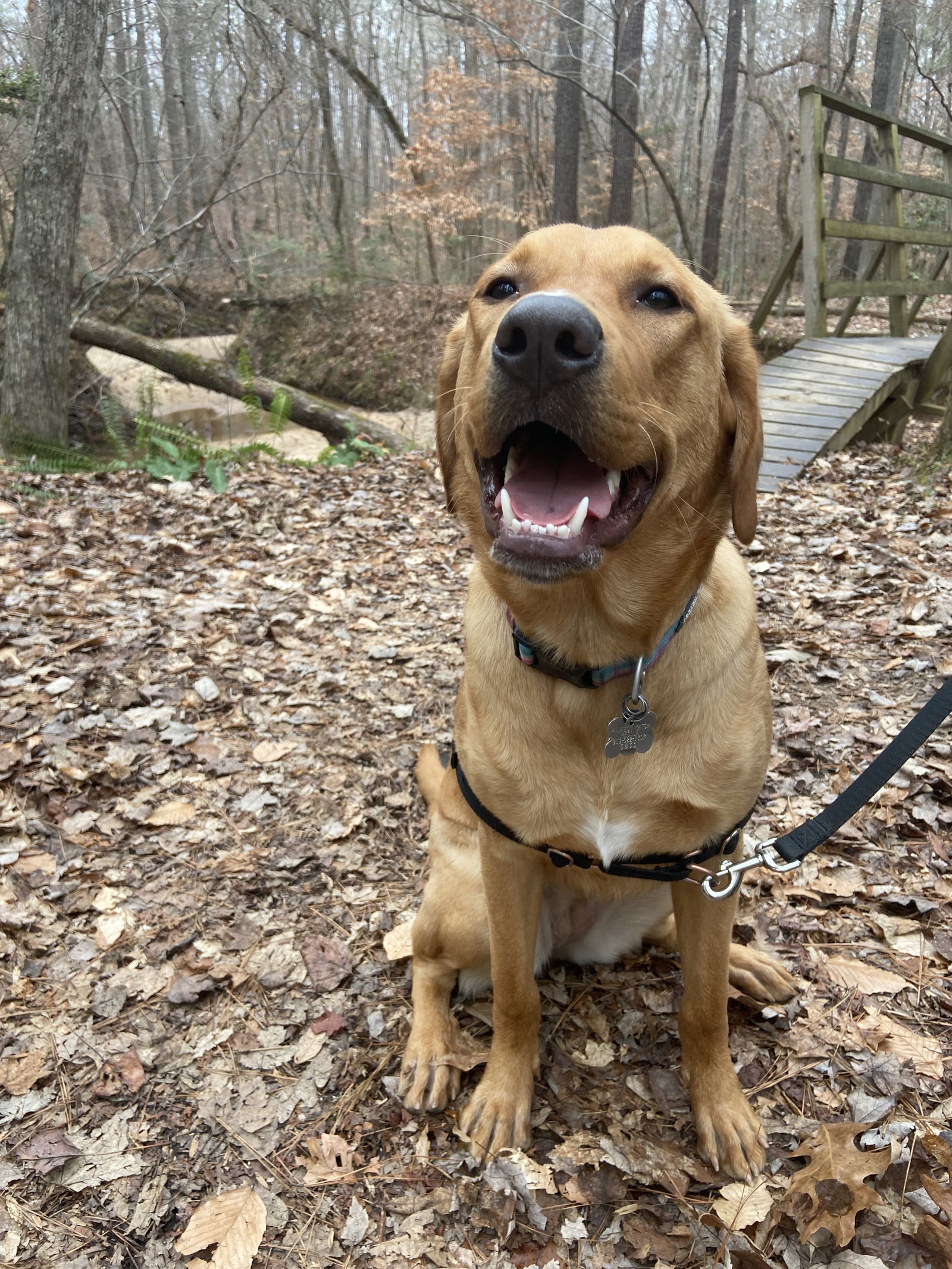 Suki, an adoptable Great Pyrenees, Bloodhound in Holly Springs, NC, 27540 | Photo Image 3