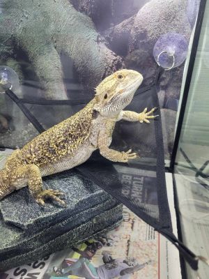 Murphy, Adult Female unknown