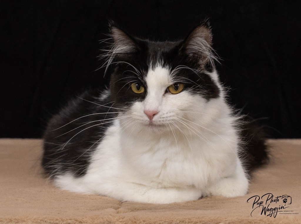 Penny, an adoptable Domestic Medium Hair in Claremore, OK, 74017 | Photo Image 1