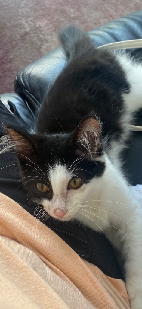 Penny, an adoptable Domestic Medium Hair in Claremore, OK, 74017 | Photo Image 3