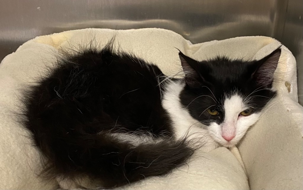 Penny, an adoptable Domestic Medium Hair in Claremore, OK, 74017 | Photo Image 5