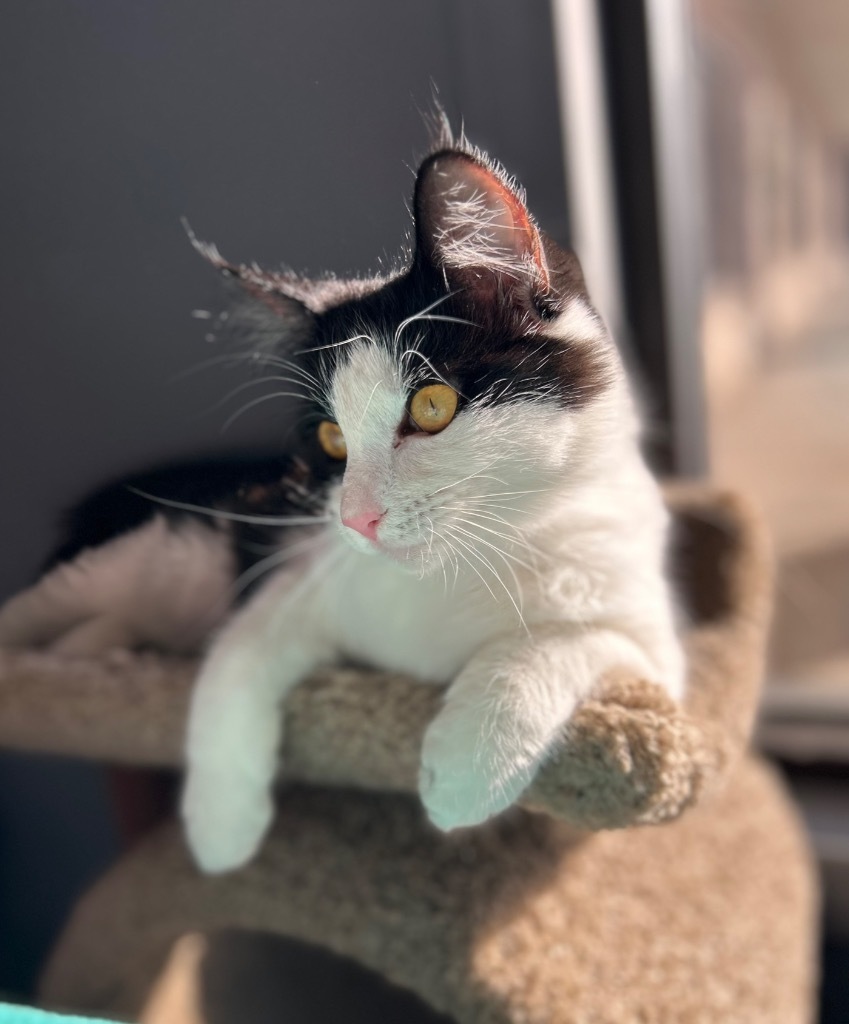 Penny, an adoptable Domestic Medium Hair in Claremore, OK, 74017 | Photo Image 6