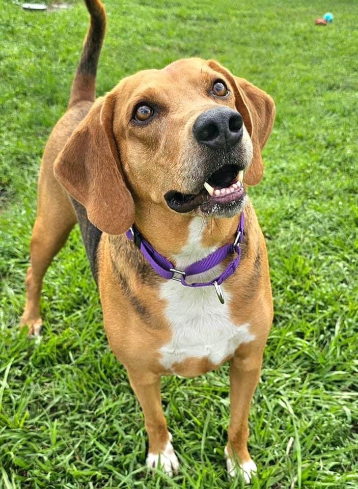 Champ, an adoptable Foxhound in Fort Myers, FL, 33916 | Photo Image 2