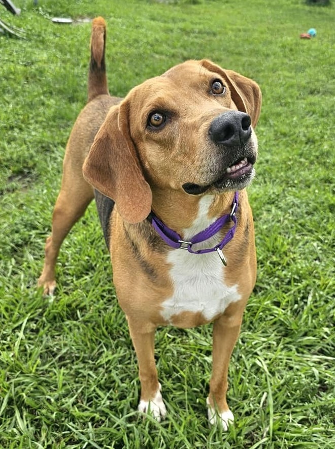 Champ, an adoptable Foxhound in Fort Myers, FL, 33916 | Photo Image 3