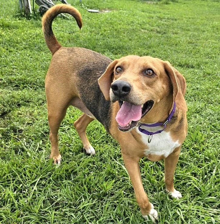 Champ, an adoptable Foxhound in Fort Myers, FL, 33916 | Photo Image 4