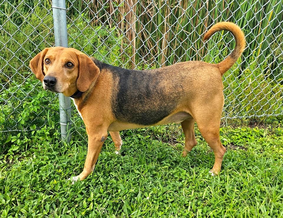 Champ, an adoptable Foxhound in Fort Myers, FL, 33916 | Photo Image 5