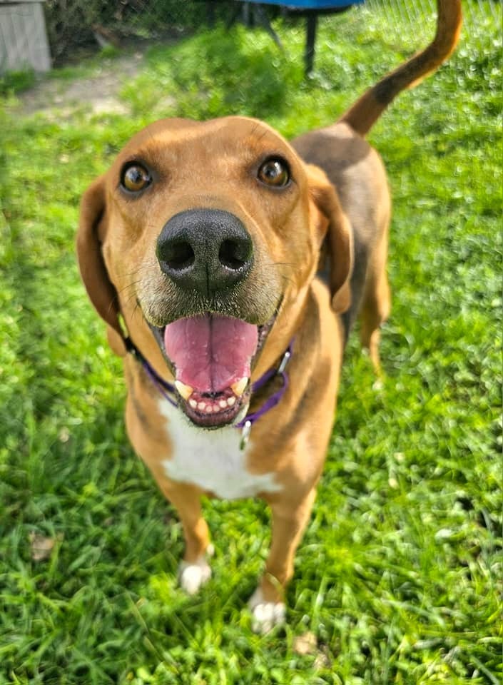 Champ, an adoptable Foxhound in Fort Myers, FL, 33916 | Photo Image 6