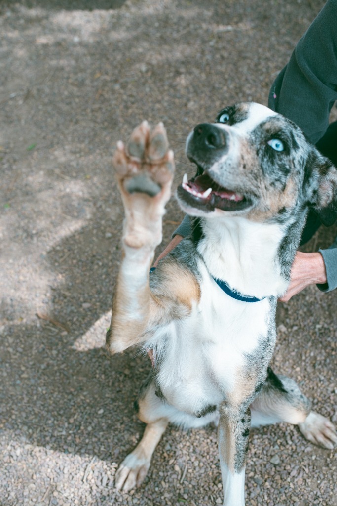 Koda, an adoptable Catahoula Leopard Dog, Mixed Breed in Rock Springs, WY, 82901 | Photo Image 1