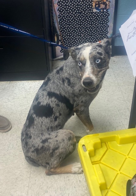 Koda, an adoptable Catahoula Leopard Dog, Mixed Breed in Rock Springs, WY, 82901 | Photo Image 2