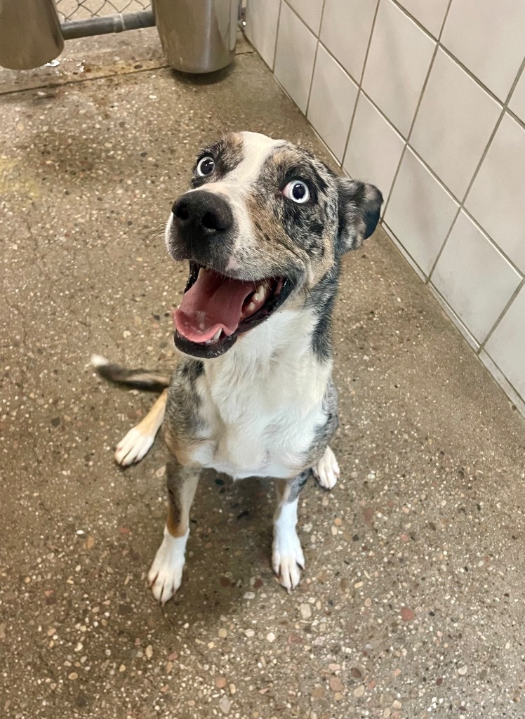 Koda, an adoptable Catahoula Leopard Dog, Mixed Breed in Rock Springs, WY, 82901 | Photo Image 3