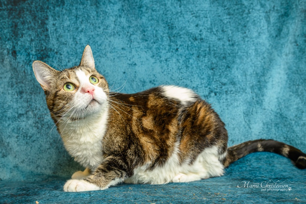 Pandora, an adoptable Domestic Medium Hair in Rock Springs, WY, 82901 | Photo Image 1