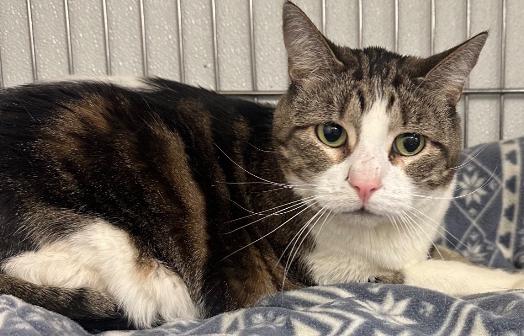 Pandora, an adoptable Domestic Medium Hair in Rock Springs, WY, 82901 | Photo Image 2