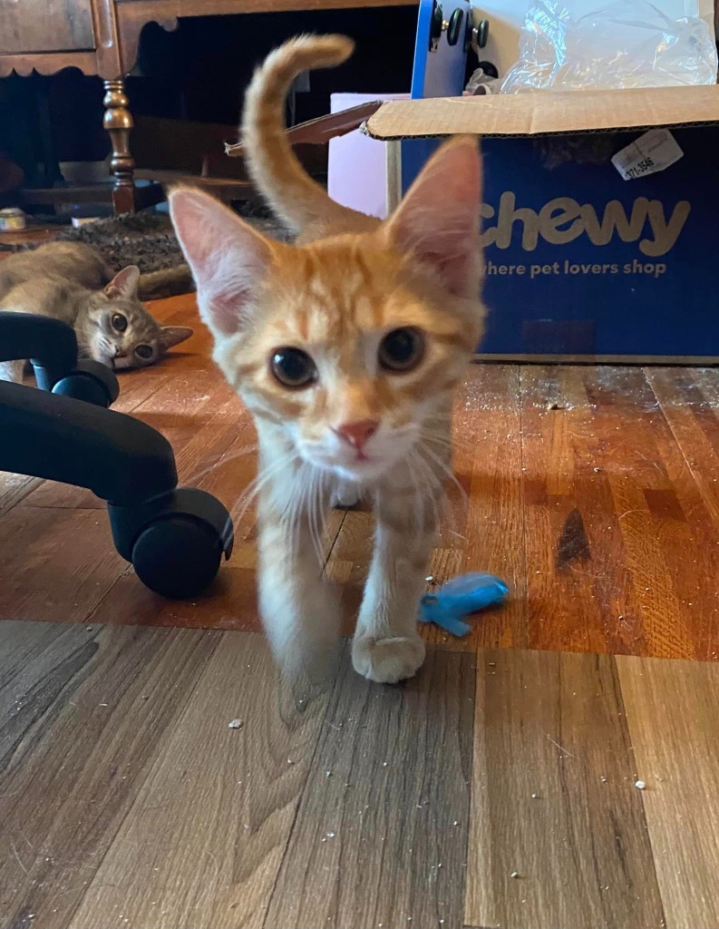 Simba