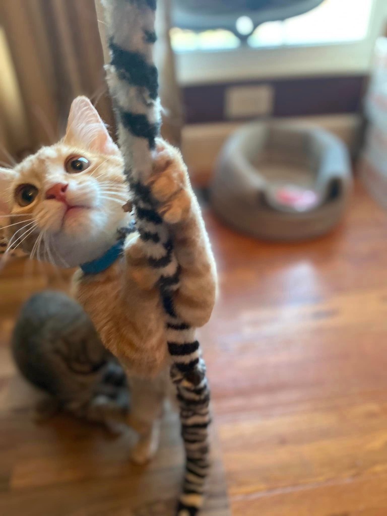 Simba