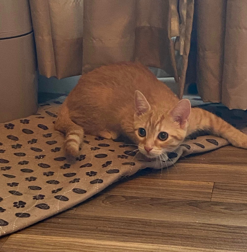 Simba
