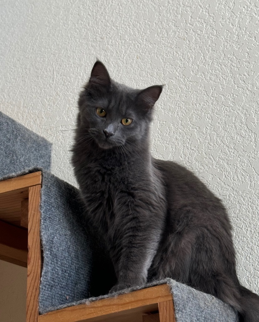 Eos, an adoptable Domestic Long Hair in Palmer, AK, 99645 | Photo Image 1