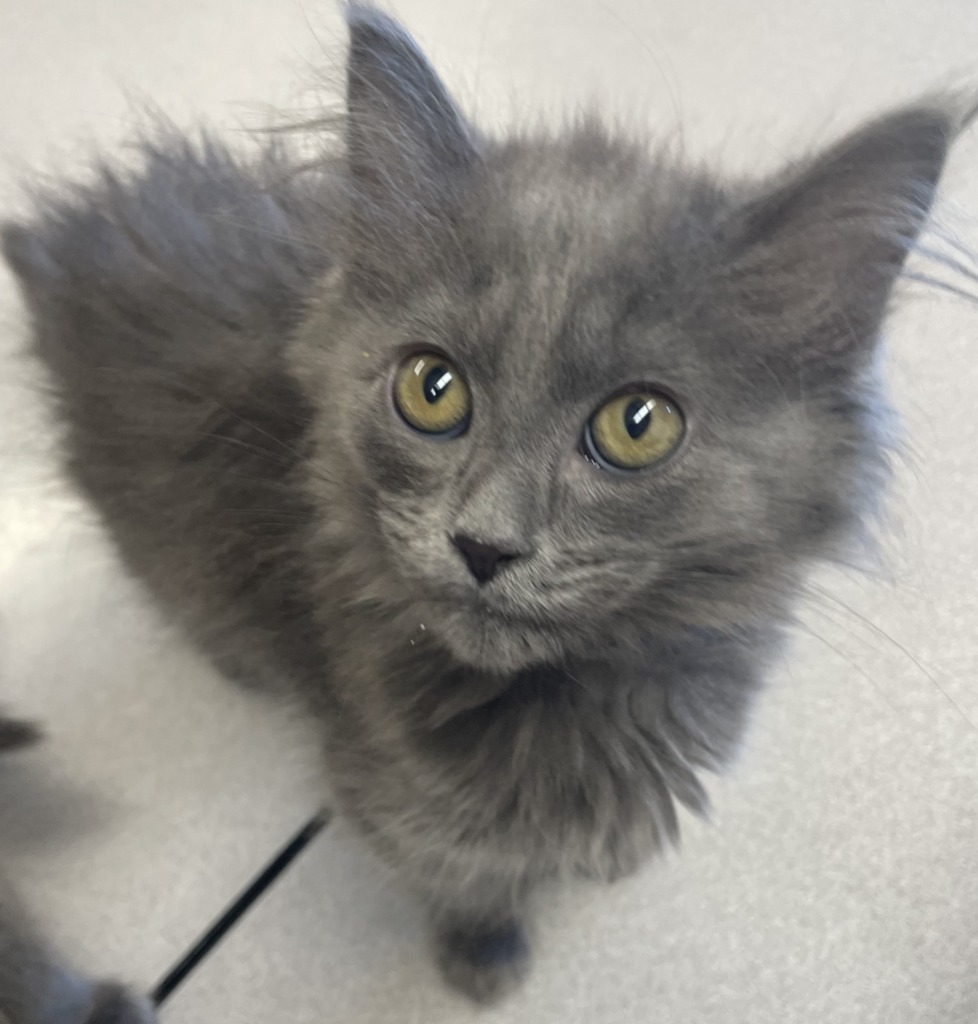 Eos, an adoptable Domestic Long Hair in Palmer, AK, 99645 | Photo Image 3