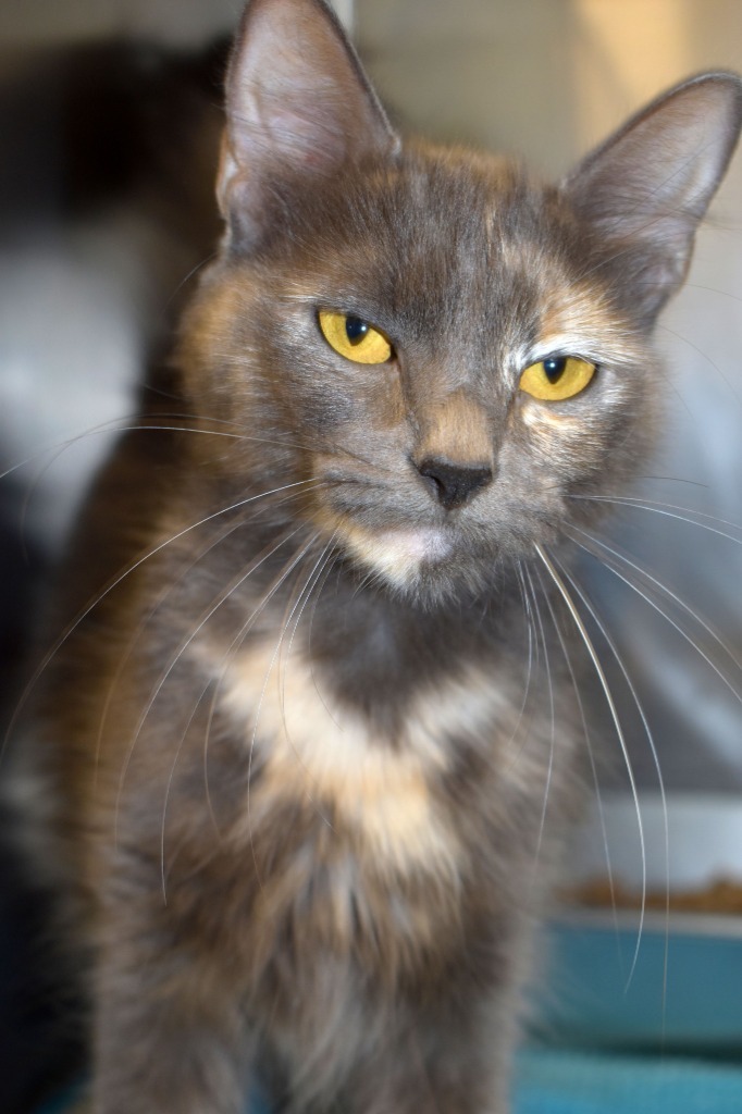 Stella, an adoptable Domestic Medium Hair in Brownwood, TX, 76801 | Photo Image 1