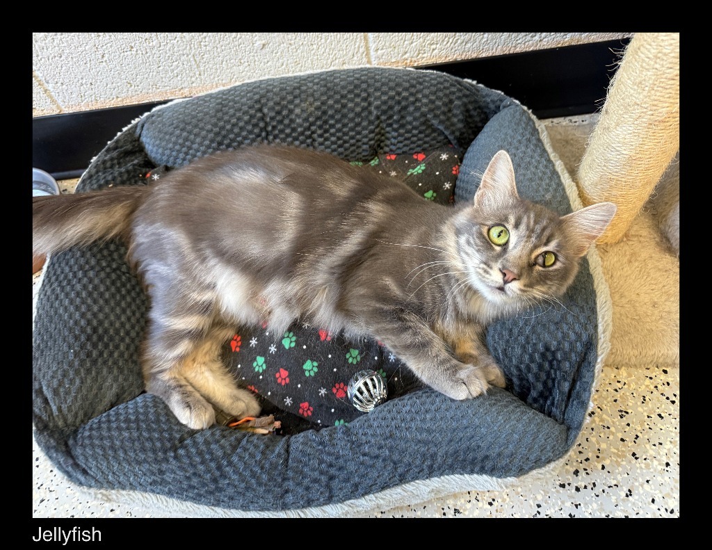 Jellyfish, an adoptable Domestic Long Hair in Chino Valley, AZ, 86323 | Photo Image 1