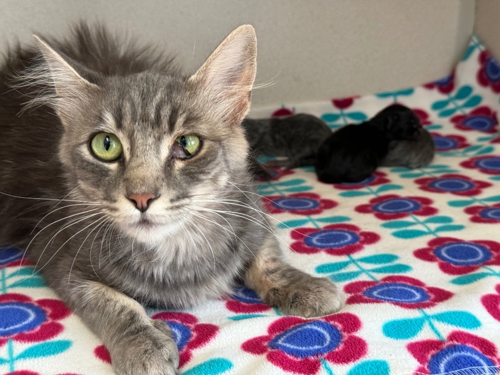 Jellyfish, an adoptable Domestic Long Hair in Chino Valley, AZ, 86323 | Photo Image 2