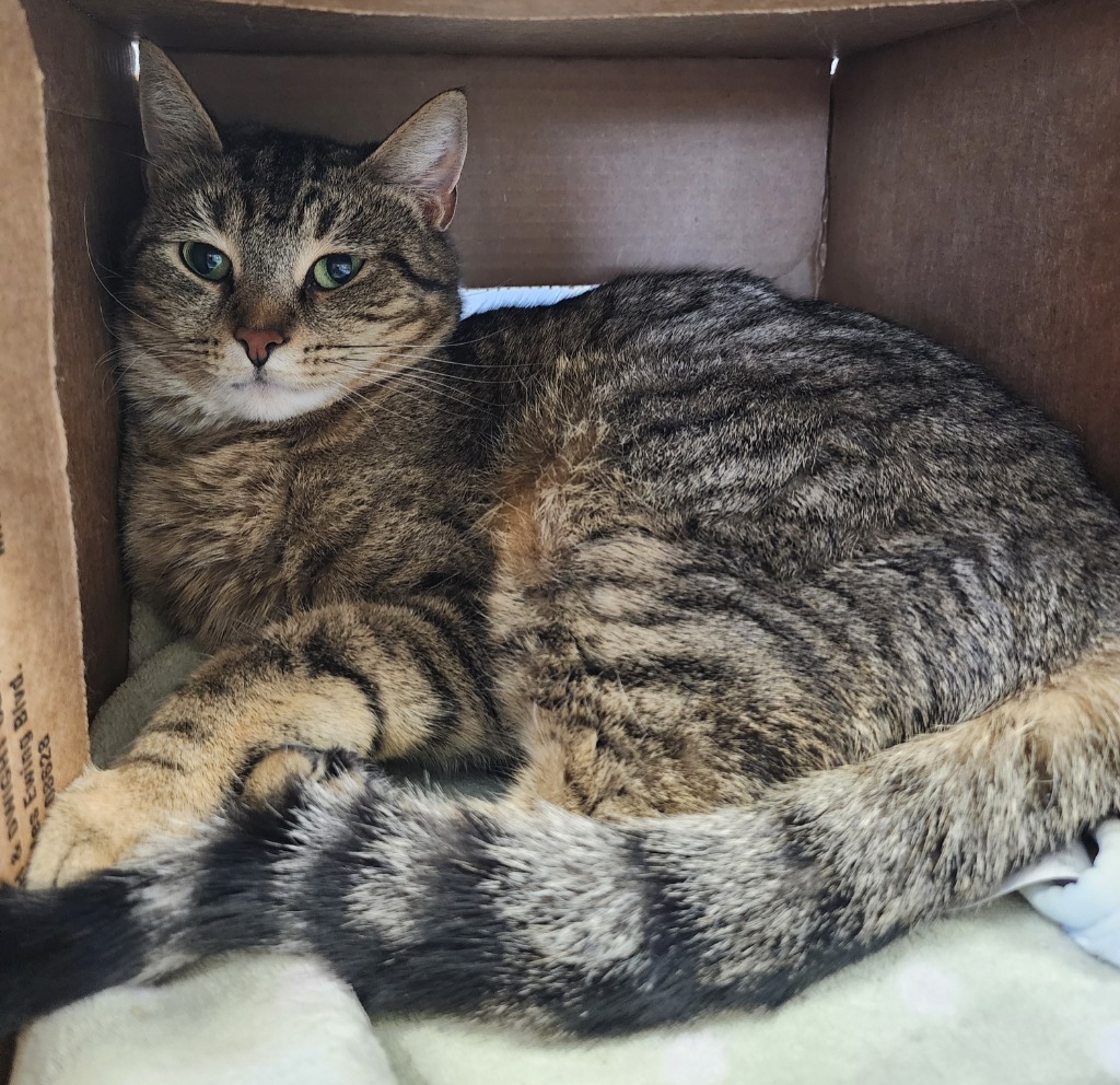 Tabitha
