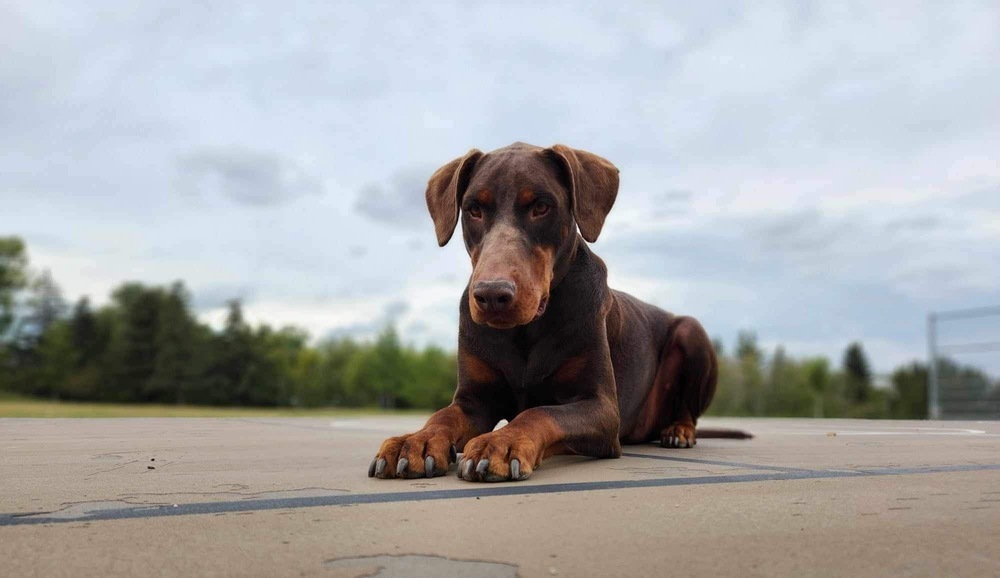 Bruno (CALGARY, AB), an adoptable Doberman Pinscher in Edmonton, AB, T6E 0T7 | Photo Image 1