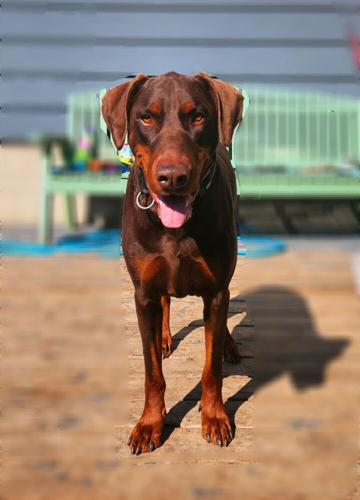 Bruno (CALGARY, AB), an adoptable Doberman Pinscher in Edmonton, AB, T6E 0T7 | Photo Image 2