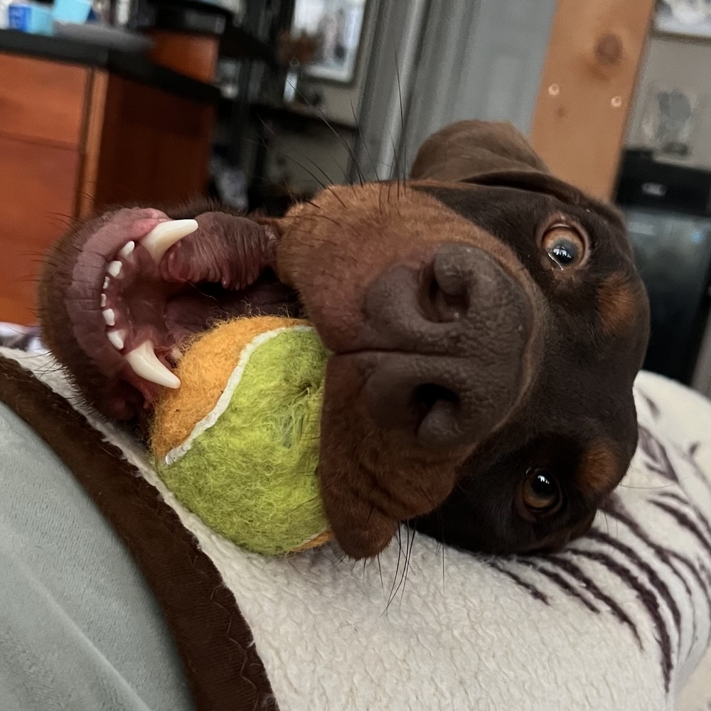 Bruno (CALGARY, AB), an adoptable Doberman Pinscher in Edmonton, AB, T6E 0T7 | Photo Image 3