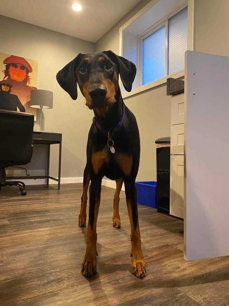 COURTESY POST Maeby (CALGARY, AB), an adoptable Doberman Pinscher in Edmonton, AB, T6E 0T7 | Photo Image 2