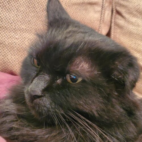 Cece