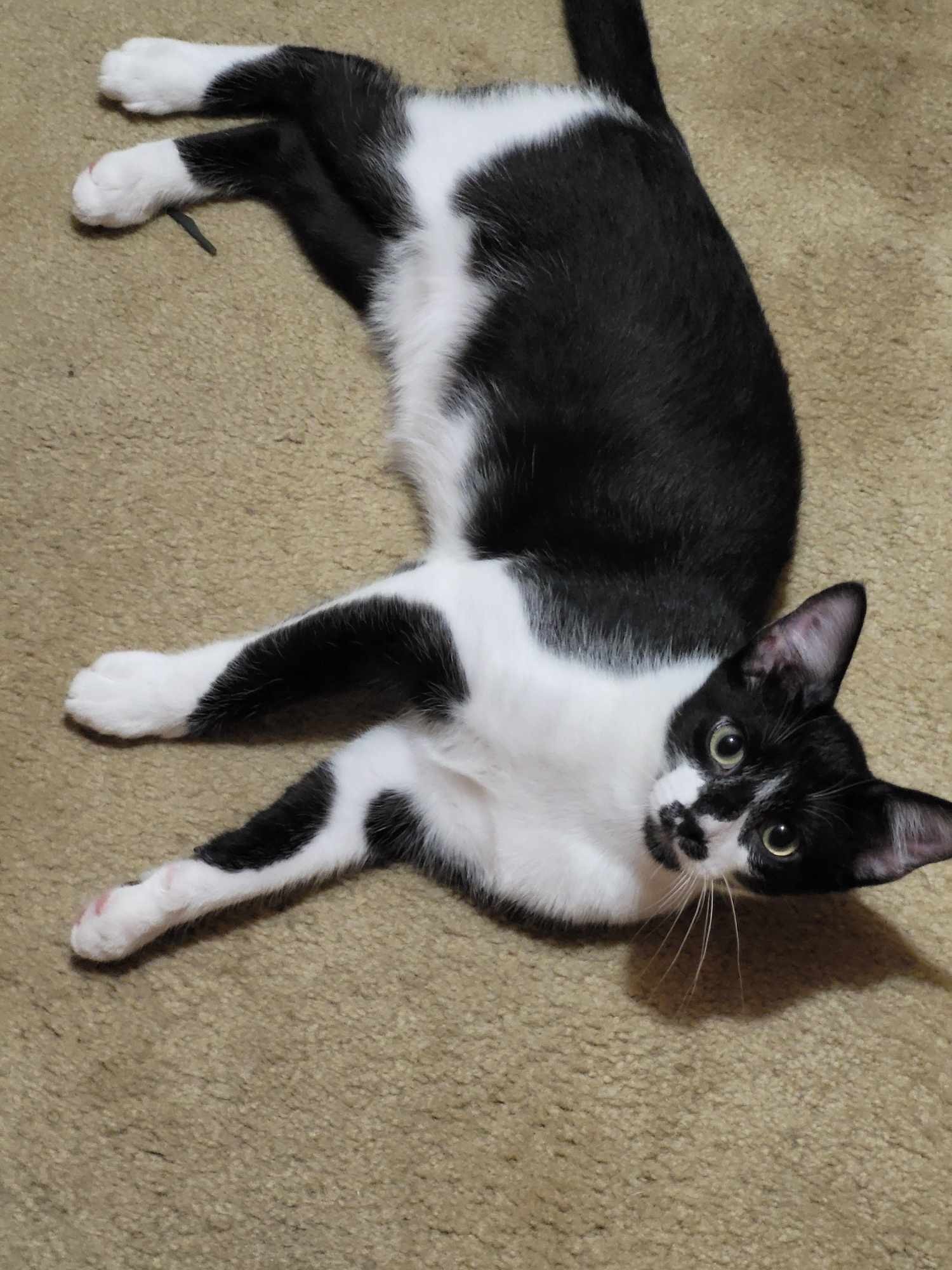 Sweet Potato Linnear